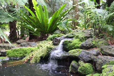 Geelong Botanic Gardens | Geelong, Botanical gardens, Victoria australia