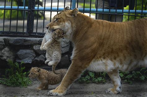 Liliger Litter Explores Novosibirsk Zoo in Russia | US News