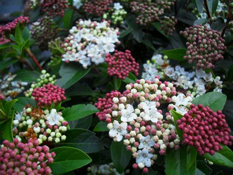 viburnum-tinus-spring-bouquet | Elegant Gardens Nursery Moorpark, CA.