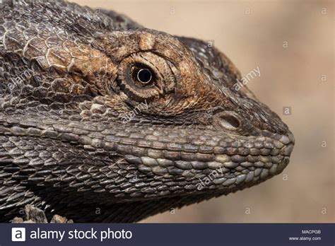 Pogona Barbata Stock Photos & Pogona Barbata Stock Images - Alamy