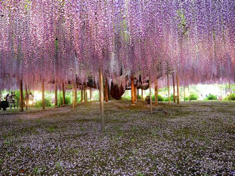 Massive Japanese Wisteria : r/pics