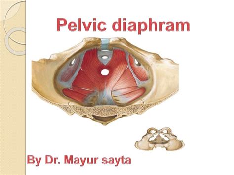 Pelvic diaphragm ppt