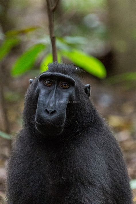 Monyet Hitam Sulawesi Utara Yang Mendunia - Hikayat Foto