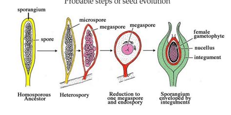 Heterospory and Seed Habit : Plantlet