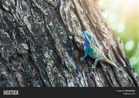 Chameleon Close . Image & Photo (Free Trial) | Bigstock