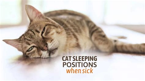 5 Cat Sleeping Positions When Sick And Their Meaning