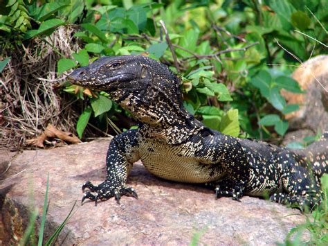 D'Reptile Indonesia: Varanus Salvator / Biawak Air Guide | D'Reptile