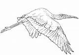 Free Stork Coloring Page  Printable Pages For Kids sketch template