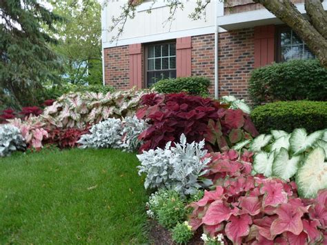 Grow Better Caladiums | in 2020 | Shade plants, Shade garden design, Shade perennials