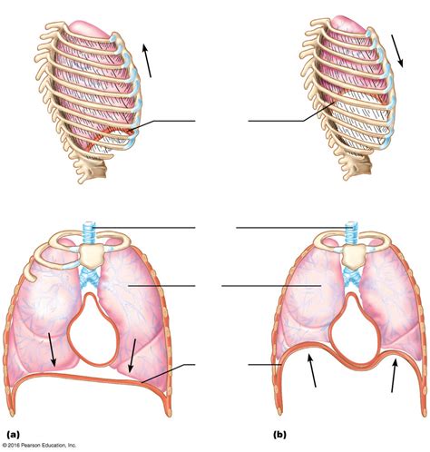 Inspiration and Expiration Diagram | Quizlet