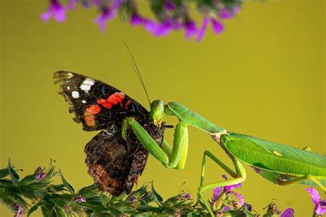 The Bizarre Mating Rituals of the Praying Mantis - Animals Around The Globe