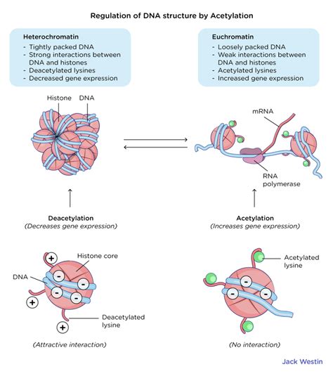 Regulation Of Chromatin Structure - Control Of Gene Expression In Eukaryotes - MCAT Content