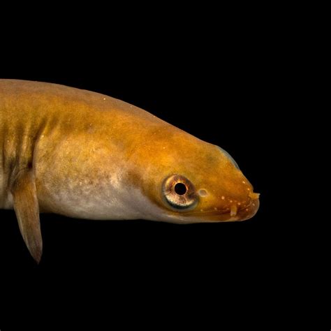 European eel, facts and photos