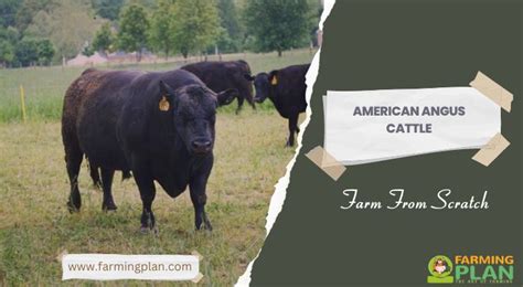 American Angus Cattle: Farm From Scratch - Farming Plan