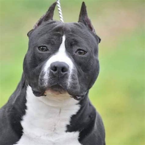 American Staffordshire Terrier Hakkında Merak Edilenler - Diji Atölye