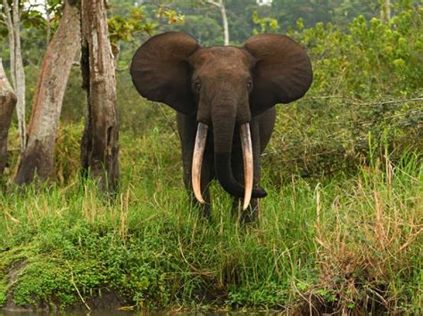 Gabon wildlife tour | Responsible Travel