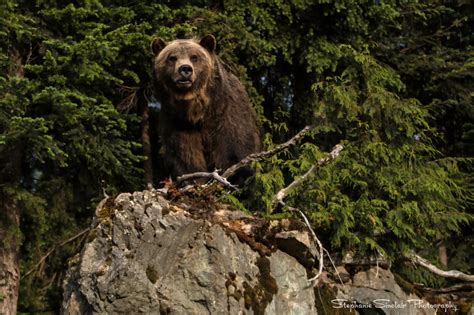 Grouse Mtn. Grizzly | Animals, Mountains, Brown bear