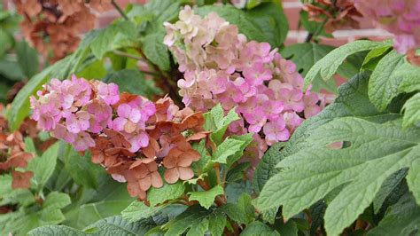 Hydrangea quercifolia–Spring, Summer, Fall - YouTube