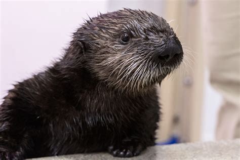 Shedd's Adorable Sea Otter Pups Have Names After Nearly 20,000 Votes ...