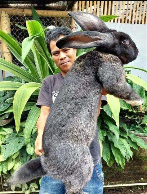 “The longest rabbit is Darius, a Flemish giant rabbit owned by Annette Edwards (UK), who was ...