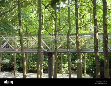 Elevated forest walkway Stock Photo - Alamy