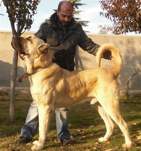 Breed Standard — Boz Shepherd Turkish Boz Shepherd Working Family Protection Dogs