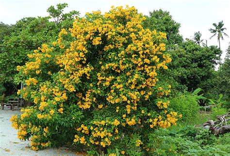 Yellow Bells Plant - Guzman's Garden Centers