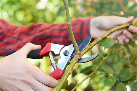 Pruning climbing roses: when & how? - Plantura