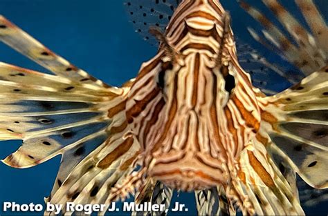 Lionfish Venom and Spine Anatomy - Lionfish Divers