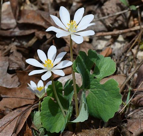 Sanguinaria canadensis page