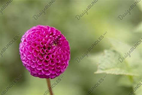 pink dahlia flowers in the garden (2248527)