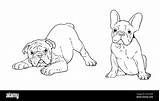 English Bulldog Christmas Coloring Pages Sketch Page sketch template