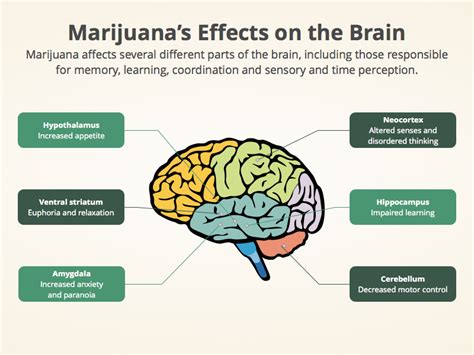 Parts Of The Brain Affected By Marijuana