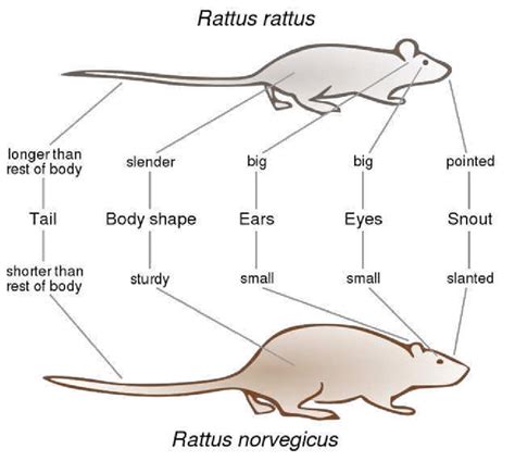 Comparative diagram between Ratus rattus and Ratus norvegicus ...