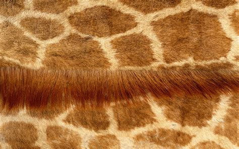 Free photo: Animal fur texture - Animal, Coat, Dog - Free Download - Jooinn