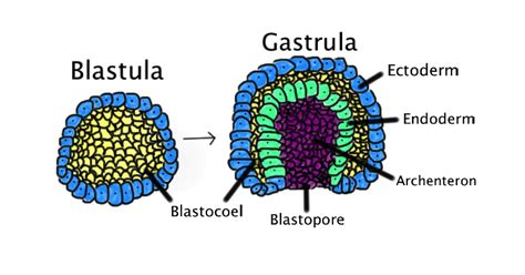 Gastrulation - Wikipedia