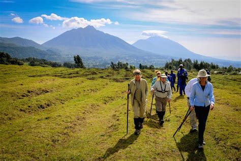 How Gorilla Trekking in Uganda & Rwanda Funds Gorilla Conservation