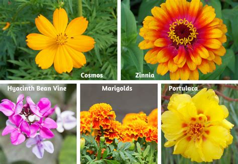 Easy Flowers To Grow From Seeds | Flowers, Gardening | Blooming Secrets