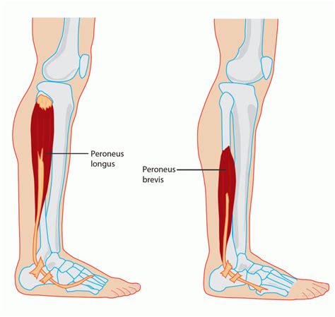 Peroneus (Fibularis) longus - Location, Origin, Insertion, Function and Pictures