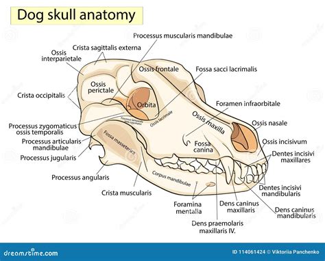 Inferior Maxillary Nerve, Vintage Illustration | CartoonDealer.com ...