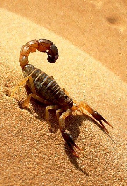 A scorpion in the desert.. | Desert scorpion, Scorpion, Desert animals