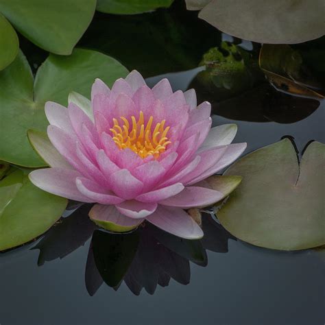 Water Lily also called Lotus flower. Photograph by Michael Sedam - Pixels