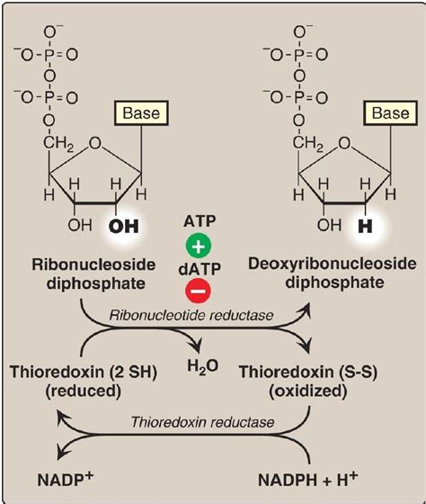 Deoxyribonucleotide Synthesis