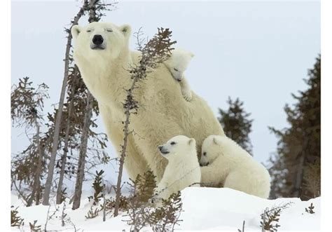 Polar Bear Family - Download Free Vector Art, Stock Graphics & Images