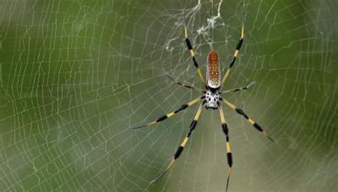 Common South Florida Spiders | Garden Guides