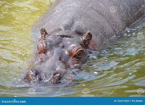 Hippopotamus Swimming in Water Stock Image - Image of horizontal ...