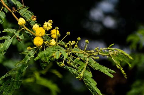 Blooming Vachellia Nilotica or Gum Arabic Flowers or Babul Flower Stock Image - Image of health ...