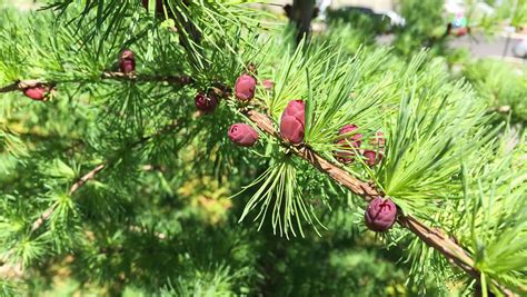 Plant of the Month: Tamarack | MWMO