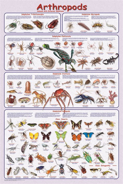 Arthropods, Science chart, Insects