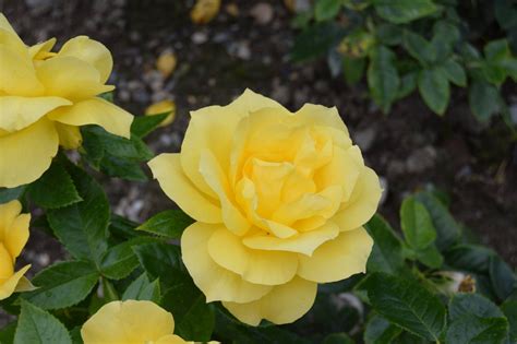 Yellow Roses Free Stock Photo - Public Domain Pictures